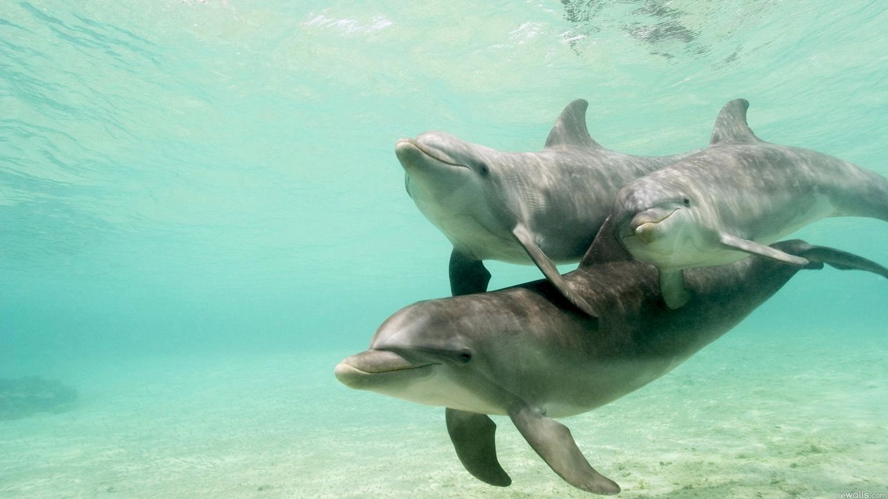 Обои дельфины, подводный мир, плавать, забота, семья