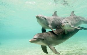 Превью обои дельфины, подводный мир, плавать, забота, семья