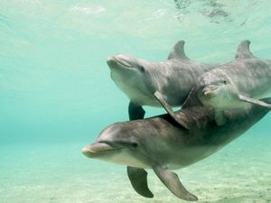 Превью обои дельфины, подводный мир, плавать, забота, семья