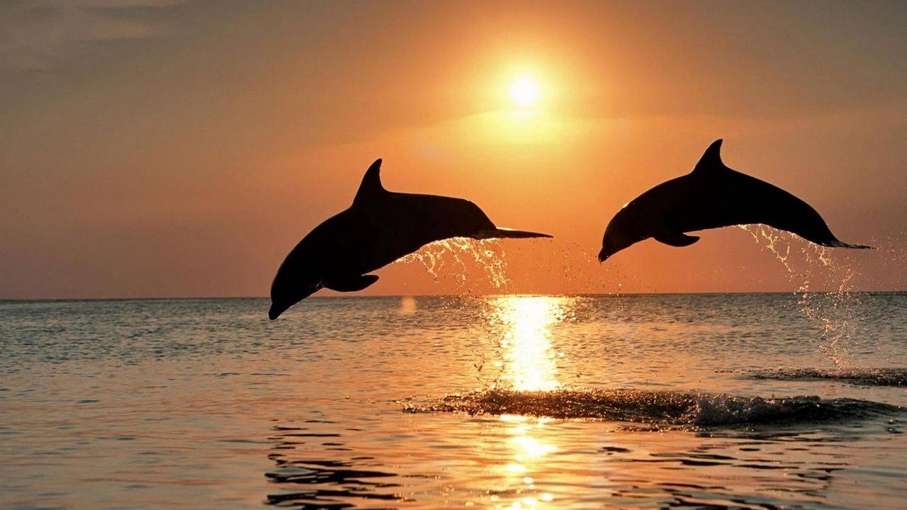 Обои дельфины, прыжок, пара, закат, море