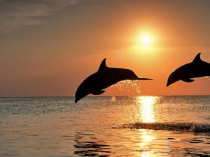 Превью обои дельфины, прыжок, пара, закат, море