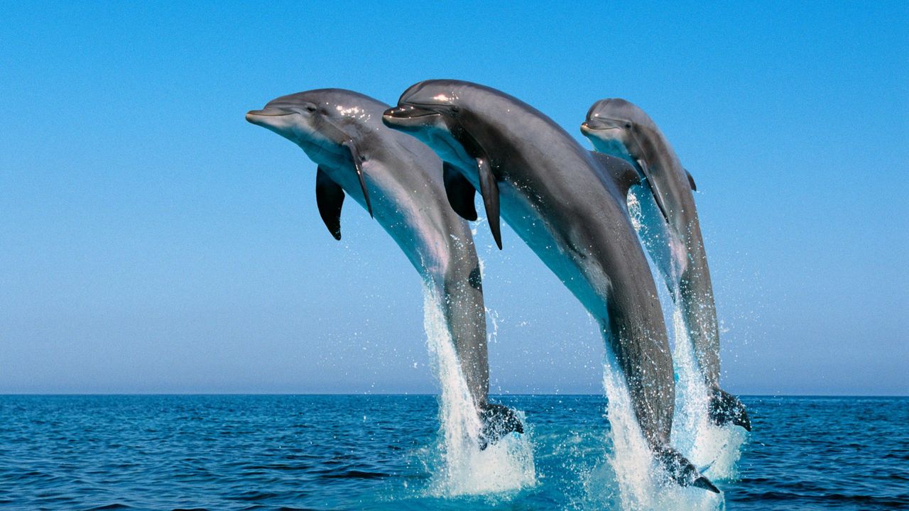 Обои дельфины, прыжок, вода, море, брызги, синхронно