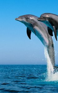 Превью обои дельфины, прыжок, вода, море, брызги, синхронно