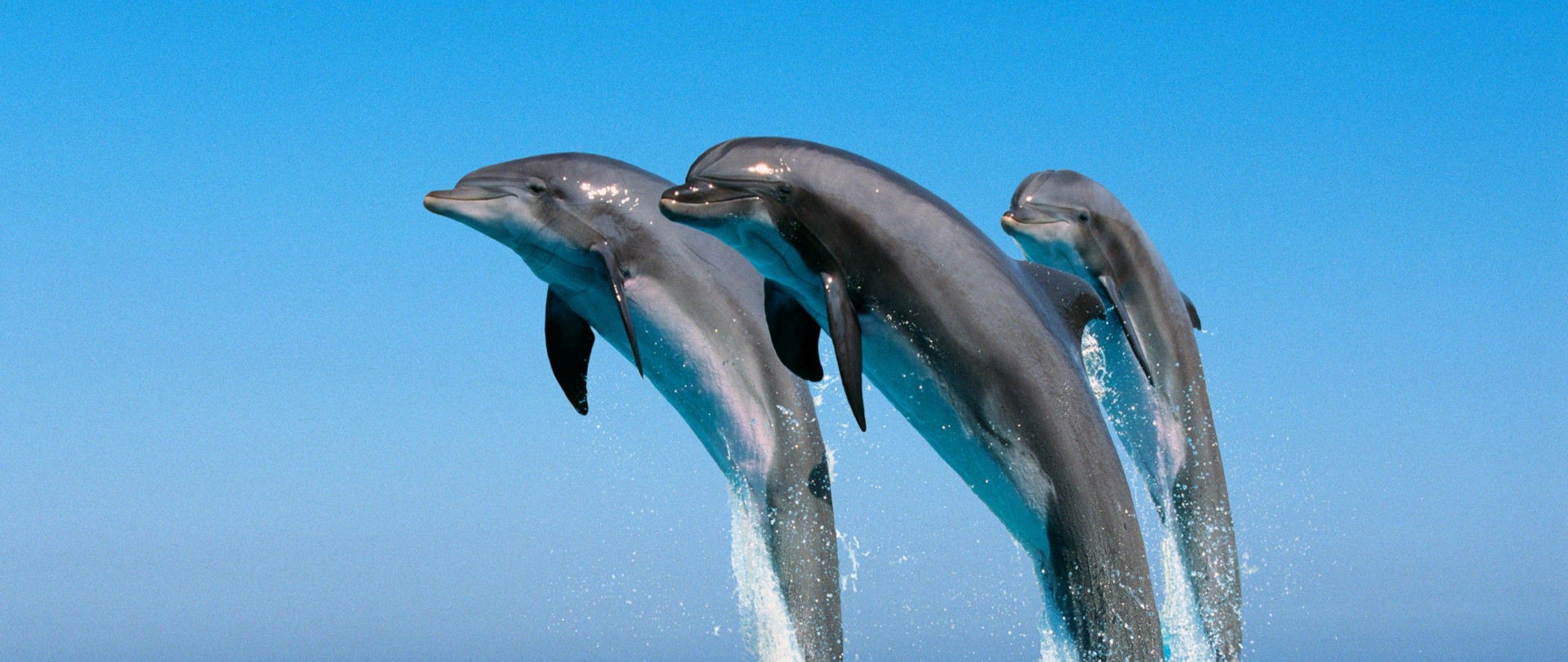 Живая природа дельфины. Дельфины в море. Дельфины фото. Дельфины поют. Фото дельфинов красивые.