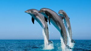 Превью обои дельфины, прыжок, вода, море, брызги, синхронно