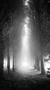 Превью обои деревья, аллея, туман, свет, черно-белый