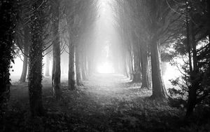 Превью обои деревья, аллея, туман, свет, черно-белый