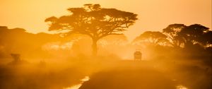 Превью обои деревья, автомобиль, дорога, туман, саванна, закат, свет