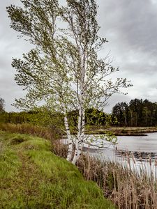 Превью обои деревья, берег, река, трава