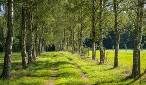 Превью обои деревья, березы, аллея, трава, природа, тропинка