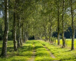 Превью обои деревья, березы, аллея, трава, природа, тропинка