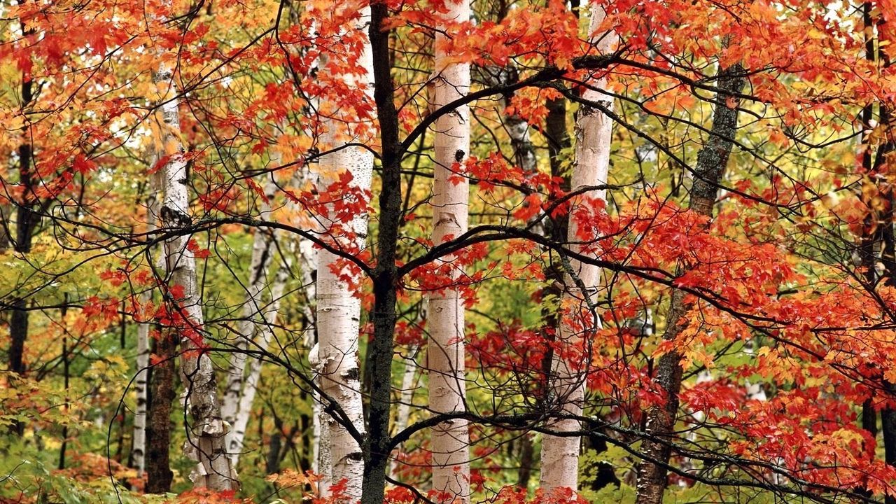 Обои деревья, березы, лес, осень, ветви, листья, краски