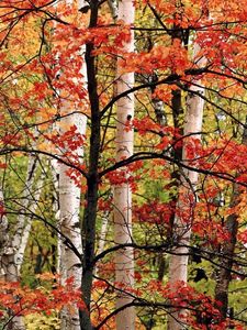 Превью обои деревья, березы, лес, осень, ветви, листья, краски