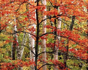 Превью обои деревья, березы, лес, осень, ветви, листья, краски
