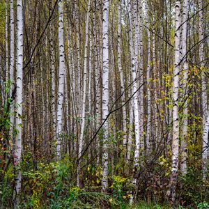 Превью обои деревья, березы, лес, природа