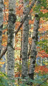 Превью обои деревья, березы, осень, листья, разноцветные, кора, лес