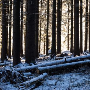 Превью обои деревья, бревна, зима, снег