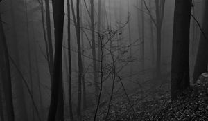 Превью обои деревья, чб, лес, столбы
