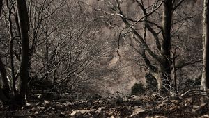 Превью обои деревья, чб, монохром, ветки, осень