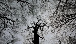 Превью обои деревья, чб, темный, мрачный