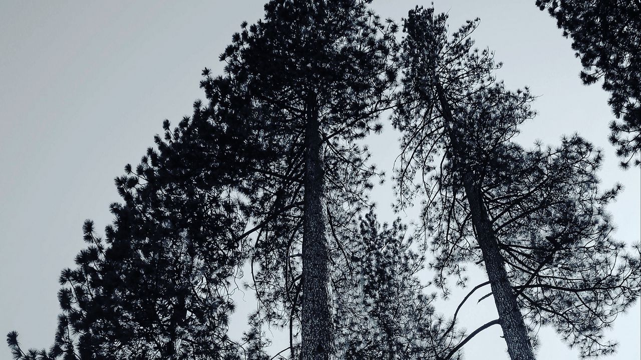 Обои деревья, чб, ветки, туман
