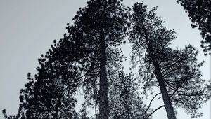 Превью обои деревья, чб, ветки, туман