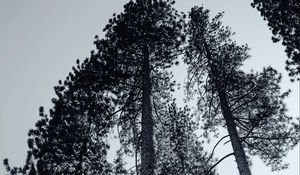 Превью обои деревья, чб, ветки, туман