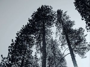 Превью обои деревья, чб, ветки, туман