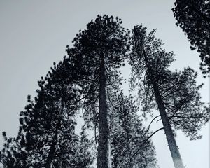 Превью обои деревья, чб, ветки, туман