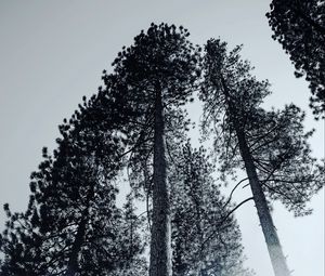 Превью обои деревья, чб, ветки, туман