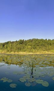 Превью обои деревья, даль, листья, вода, озеро