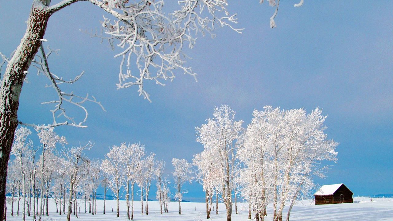 Обои деревья, домик, снег, иней, поле, зима