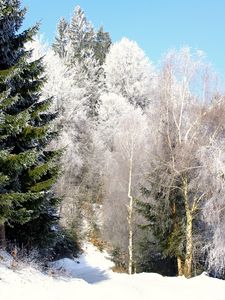 Превью обои деревья, дорога, иней, ели, зеленые, ясно, небо, снизу