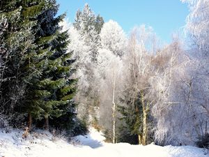 Превью обои деревья, дорога, иней, ели, зеленые, ясно, небо, снизу