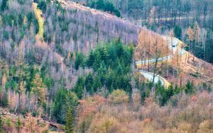 Превью обои деревья, дорога, лес, осень