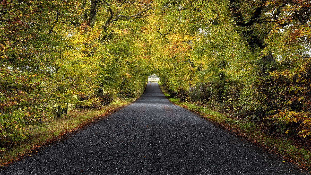 Обои деревья, дорога, осень, шотландия