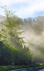 Превью обои деревья, дорога, разметка, лучи