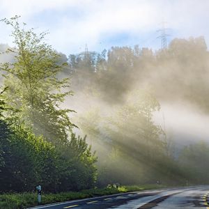 Превью обои деревья, дорога, разметка, лучи