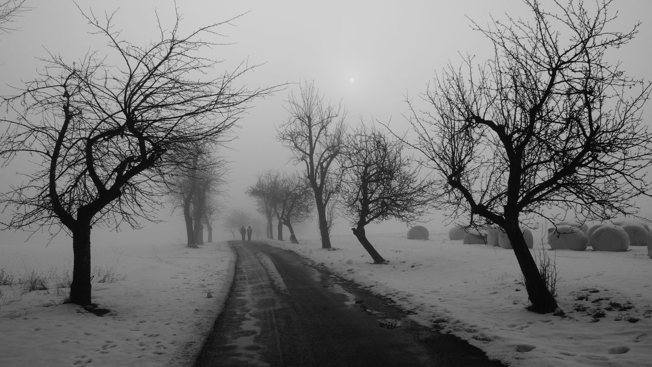 Обои деревья, дорога, зима, туман, асфальт, пара, прогулка, парк