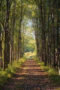 Превью обои деревья, дорожка, пейзаж, природа