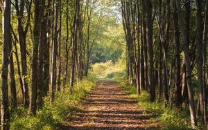 Превью обои деревья, дорожка, пейзаж, природа