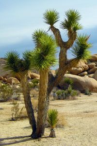 Превью обои деревья джошуа, юкка коротколистная, кактусы чолла, калифорния, национальный парк