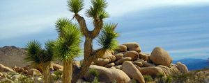 Превью обои деревья джошуа, юкка коротколистная, кактусы чолла, калифорния, национальный парк
