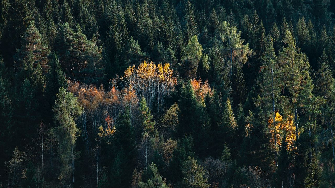 Обои деревья, ель, береза, лес