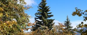 Превью обои деревья, ель, снег, природа