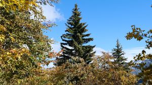 Превью обои деревья, ель, снег, природа