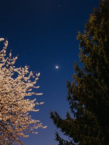 Превью обои деревья, ель, цветение, звездное небо