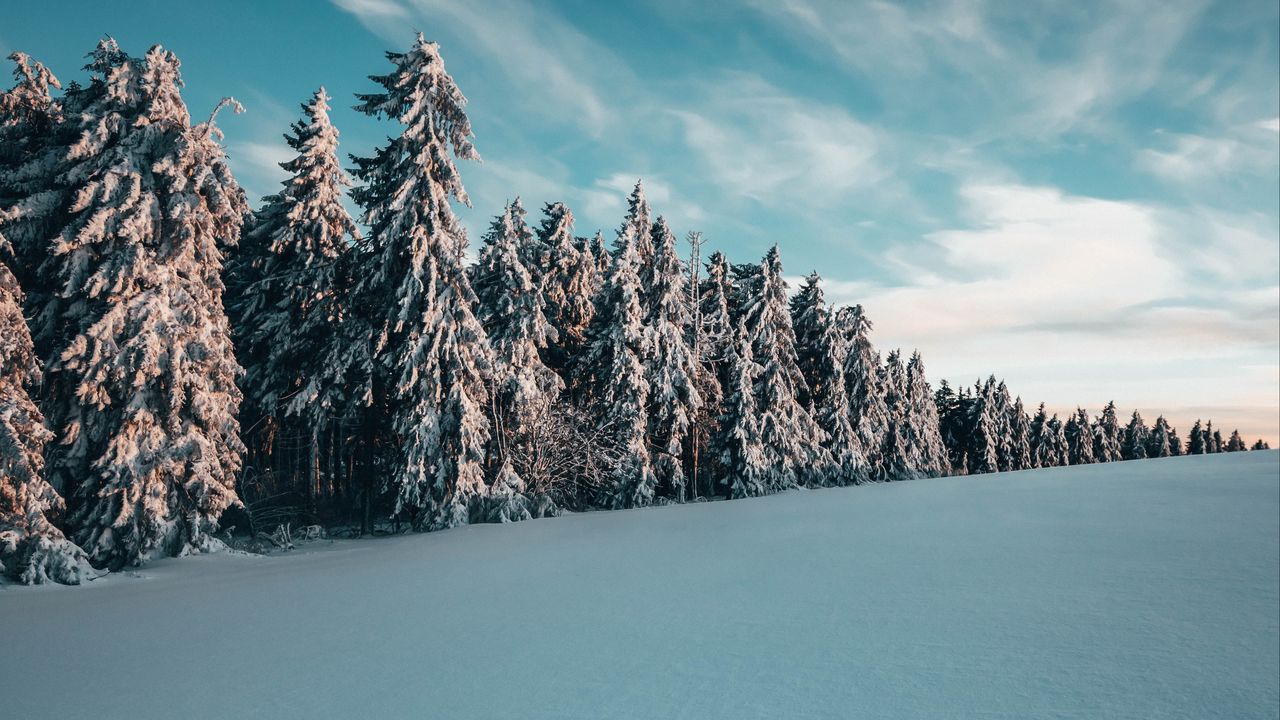 Обои деревья, ели, снег, пейзаж, зима