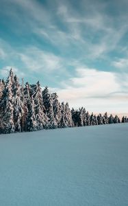 Превью обои деревья, ели, снег, пейзаж, зима