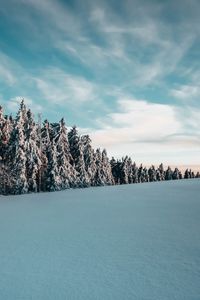 Превью обои деревья, ели, снег, пейзаж, зима
